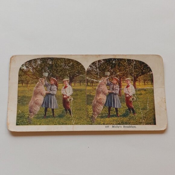 CUTE Victorian Stereograph Card "Molly's Breakfast" Children feeding a Sheep - Picture 1 of 4